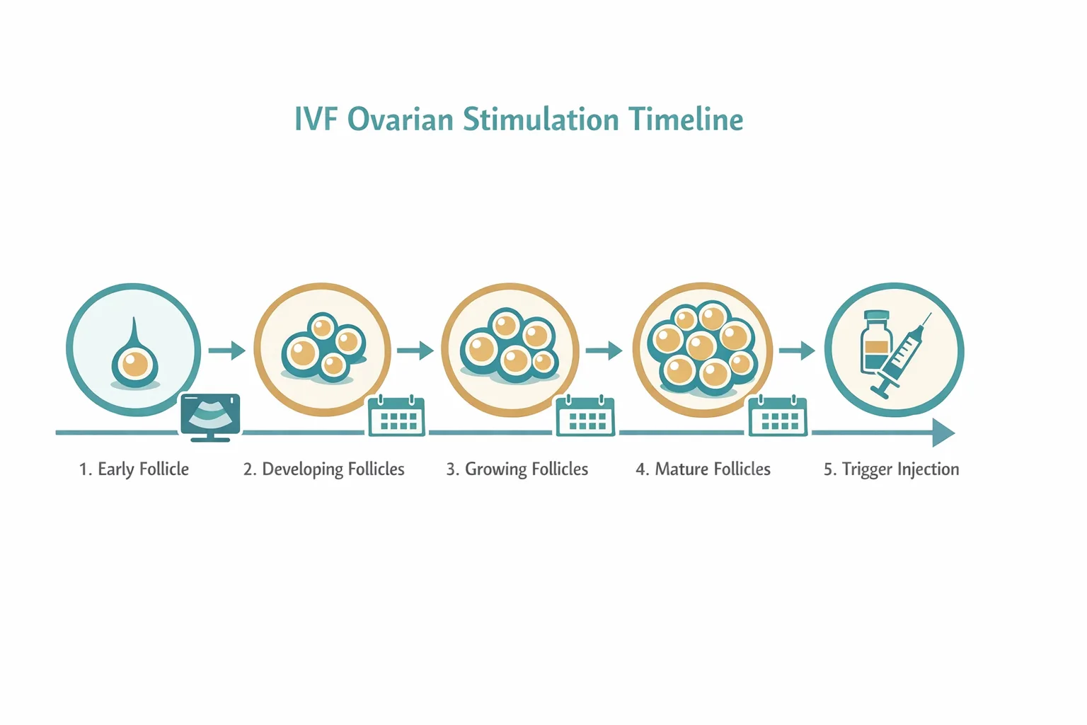 Five-stage diagram showing follicle growth from single to mature cohort across an IVF stimulation cycle.