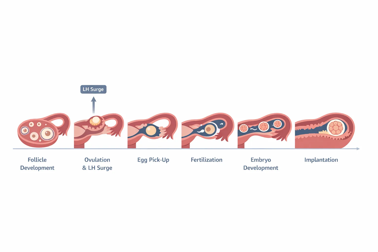 Labelled six-step timeline diagram showing the path from ovulation to blastocyst implantation in the uterine lining.