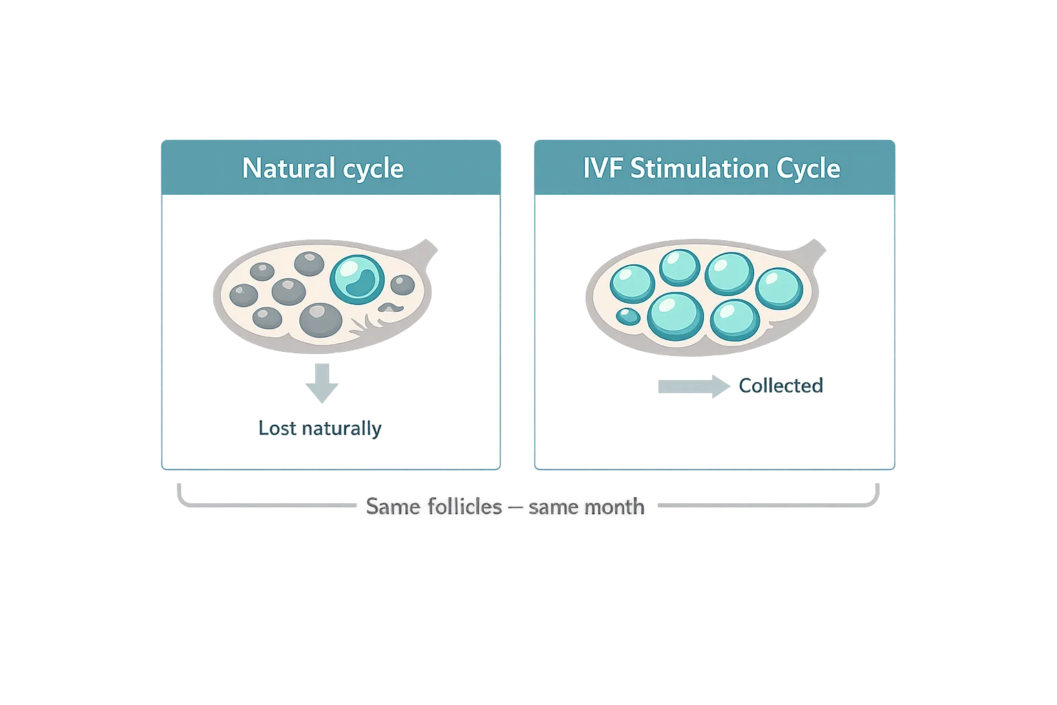 Diagram comparing two ovary illustrations showing follicles lost naturally in a normal cycle versus collected during an IVF
